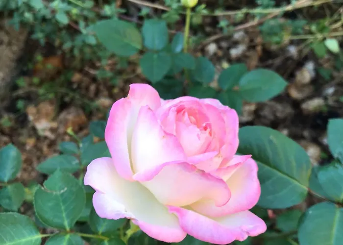 La Maison D Helene Bed & Breakfast *