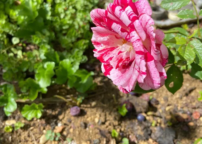 La Maison D Helene Bed & Breakfast