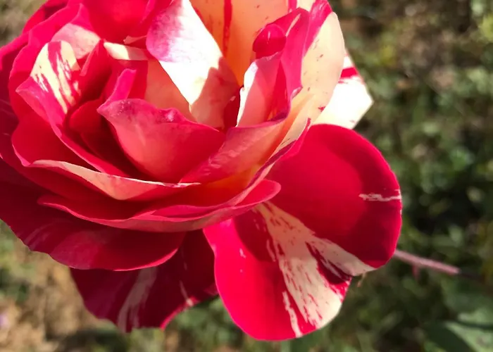 La Maison D Helene *