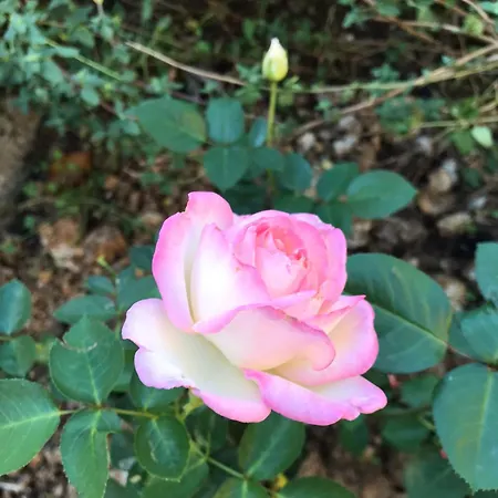 La Maison D Helene Bed and breakfast *