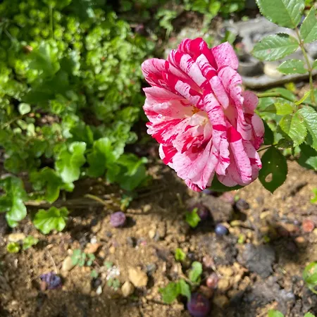 La Maison D Helene Bed and breakfast