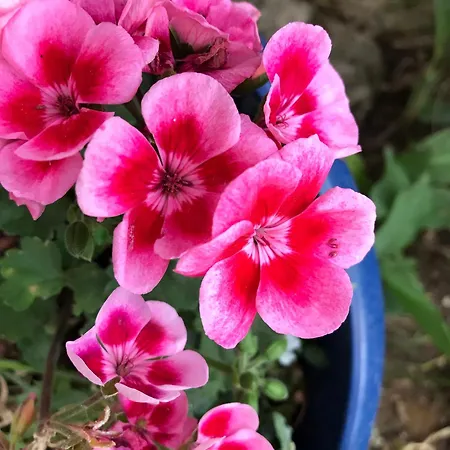 Bed and breakfast La Maison D Helene Cambes (Lot)