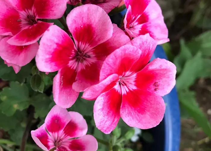 Alojamento de Acomodação e Pequeno-almoço La Maison D Helene Cambes (Lot)